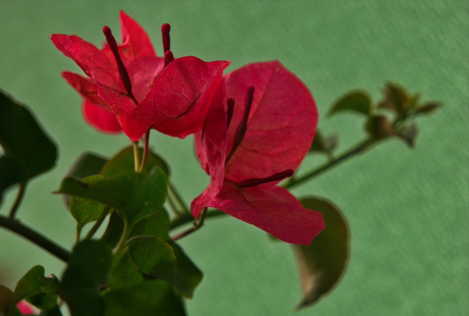 Bougainvillea ...