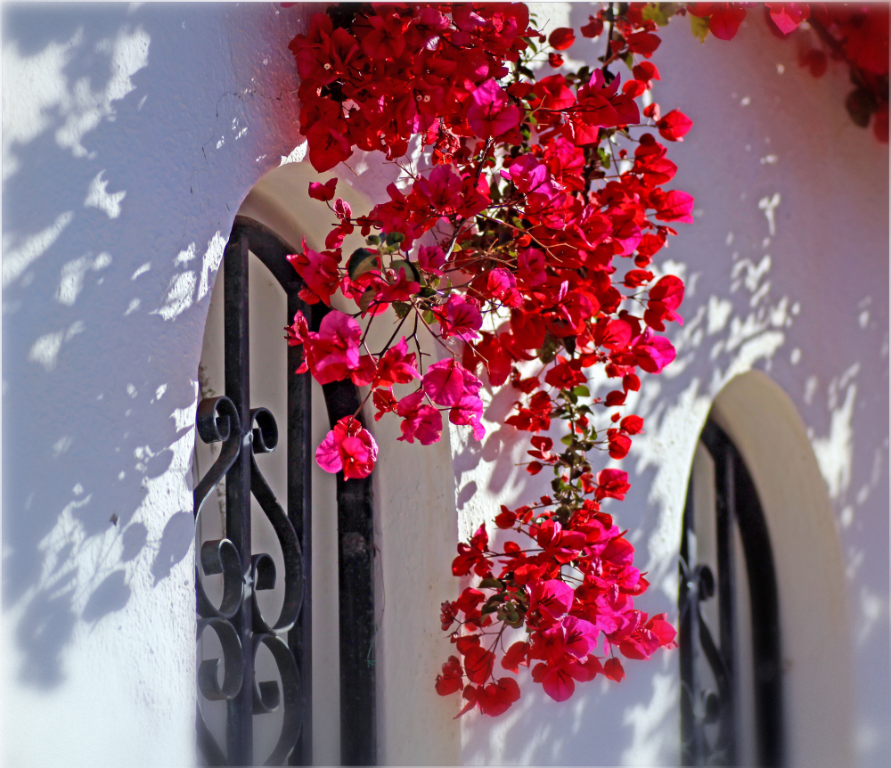 Bougainvillea