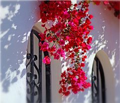 Bougainvillea