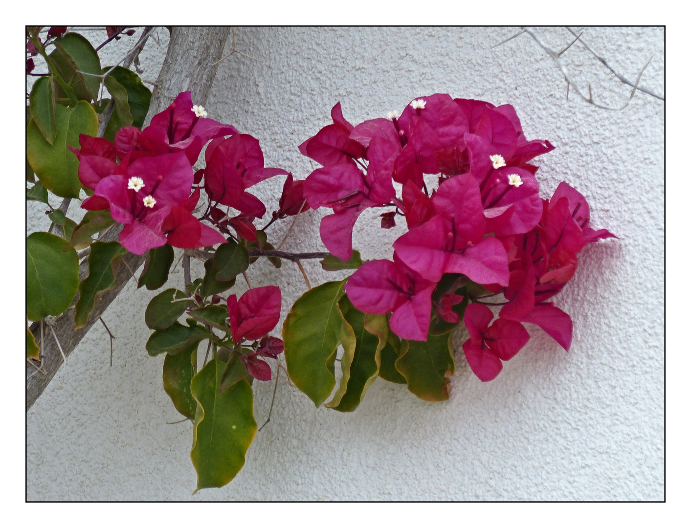 Bougainvillea