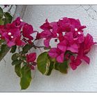 Bougainvillea