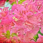 Bougainvillea