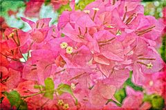 Bougainvillea