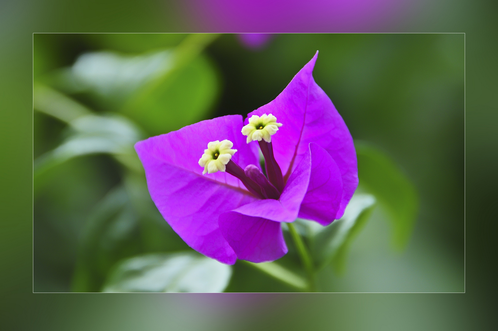 Bougainvillea