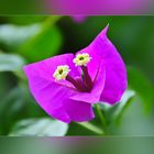 Bougainvillea