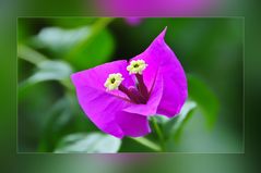 Bougainvillea