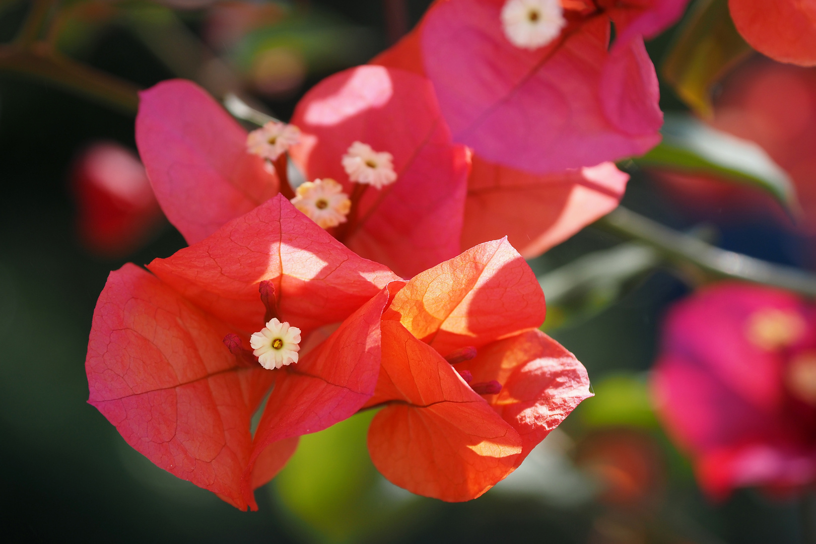 bougainvillea