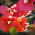 bougainvillea