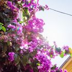 Bougainvillea