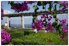 Bougainvillea