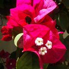 Bougainvillea