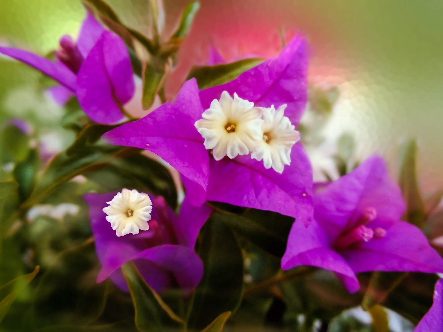 Bougainvillea