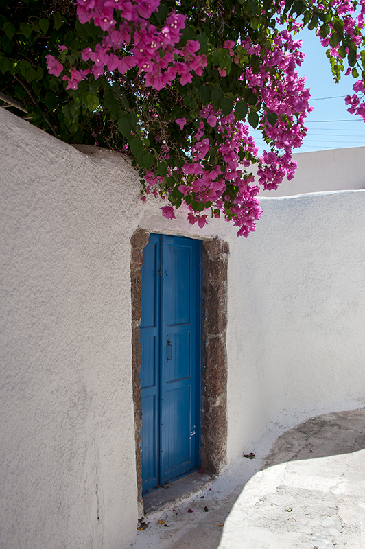 Bougainvillea...