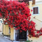 Bougainvillea