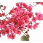 Bougainvillea