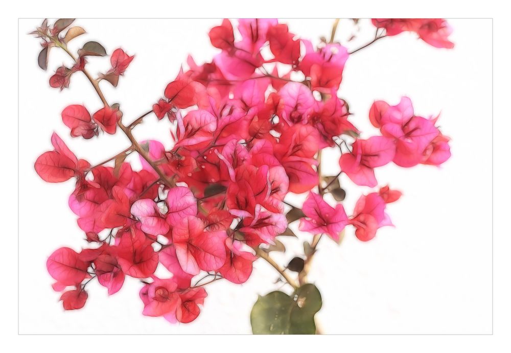 Bougainvillea