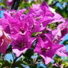 Bougainvillea