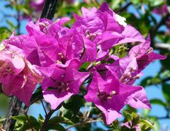 Bougainvillea