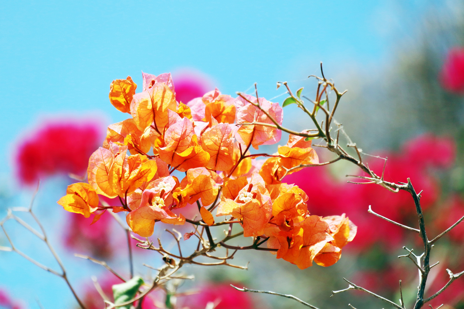 Bougainvillea