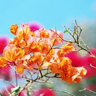 Bougainvillea