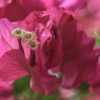 Bougainvillea