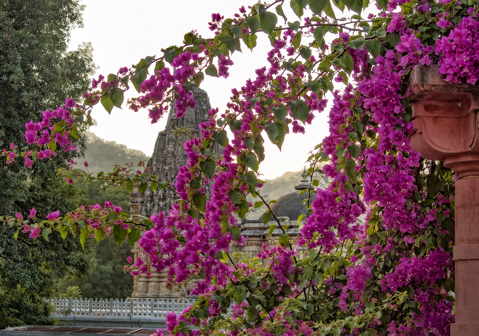 Bougainvillea