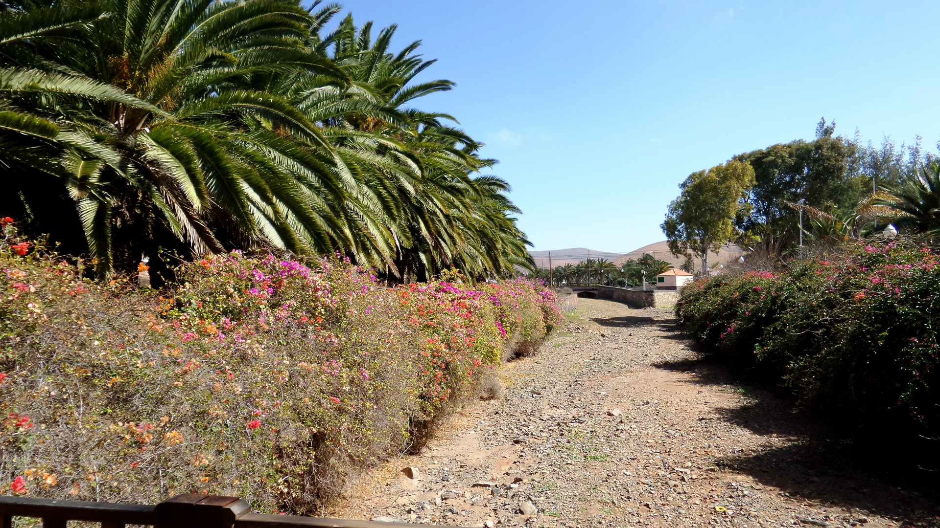 Bougainvillea am Flussbett oder Wanderweg