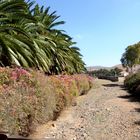 Bougainvillea am Flussbett oder Wanderweg