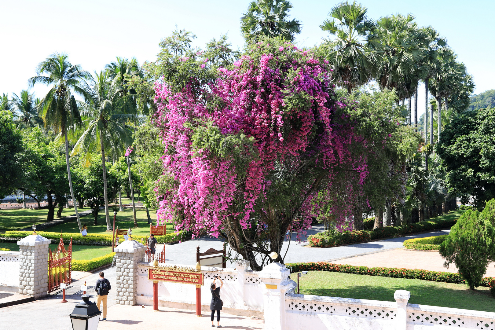 Bougainvillea am National Museum  in Luang Prabang (Laos)