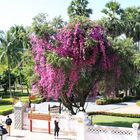 Bougainvillea am National Museum  in Luang Prabang (Laos)