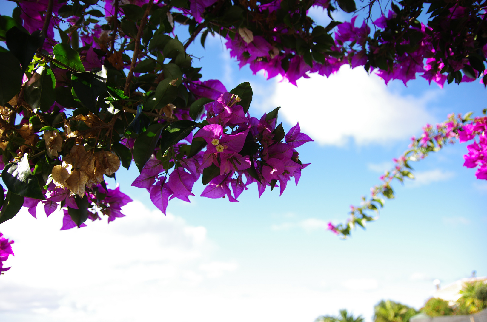 Bougainvillea auf Madeira