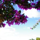 Bougainvillea auf Madeira