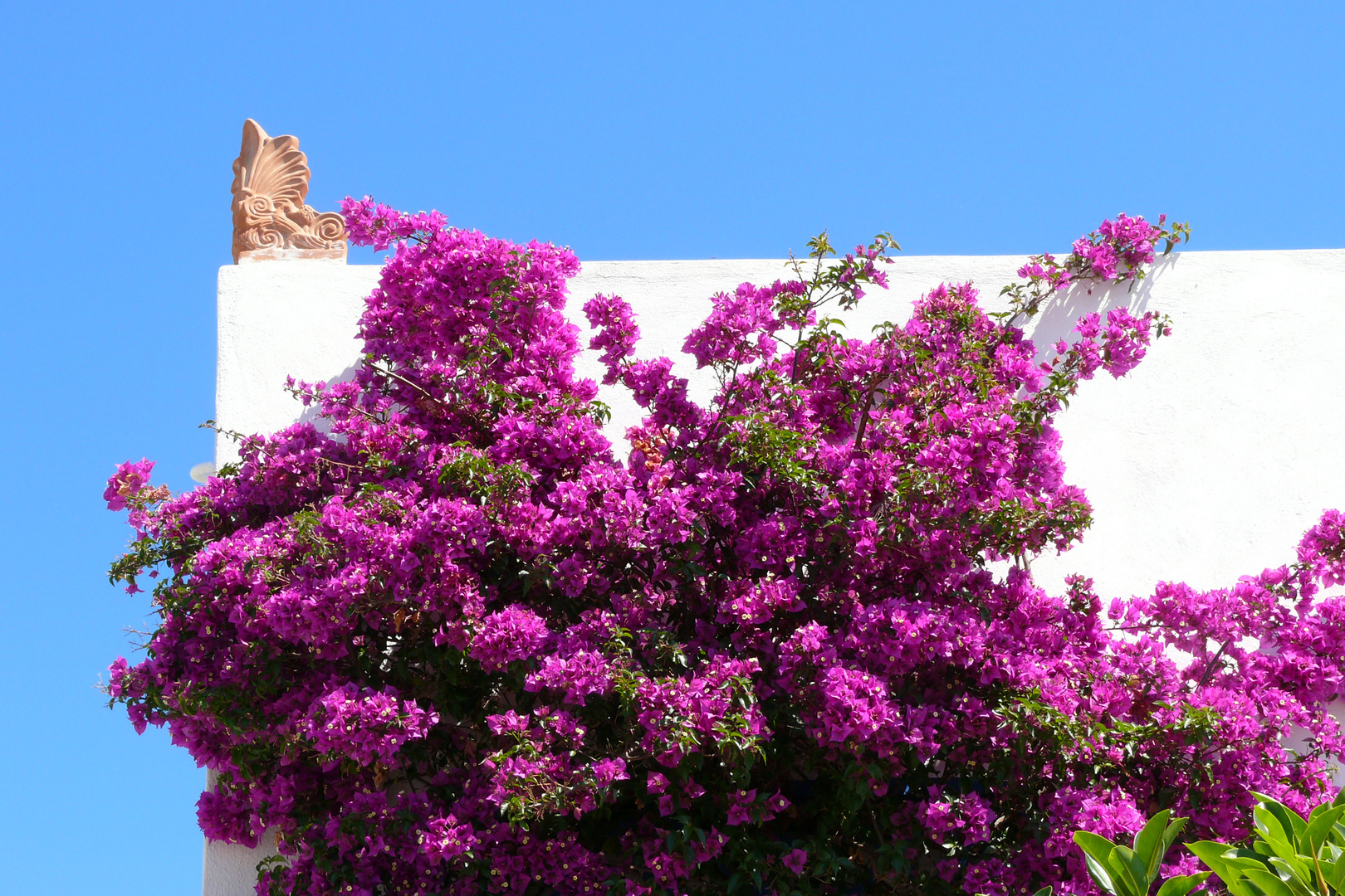 Bougainvillea auf Santorin