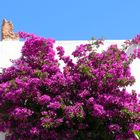 Bougainvillea auf Santorin