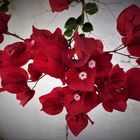 Bougainvillea auf Zypern