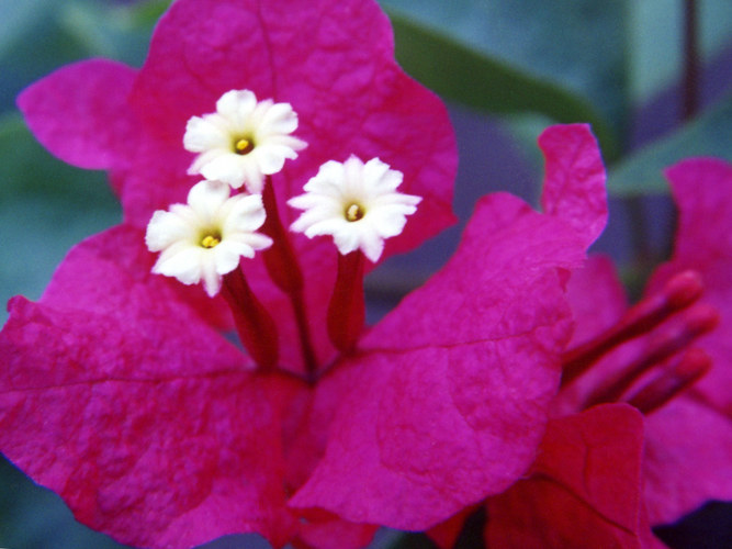 Bougainvillea