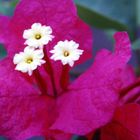 Bougainvillea