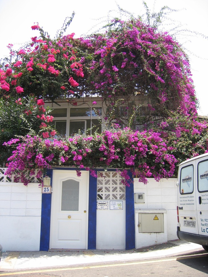 Bougainvillea