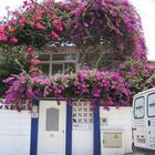 Bougainvillea