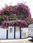 Bougainvillea von Silke Herda 