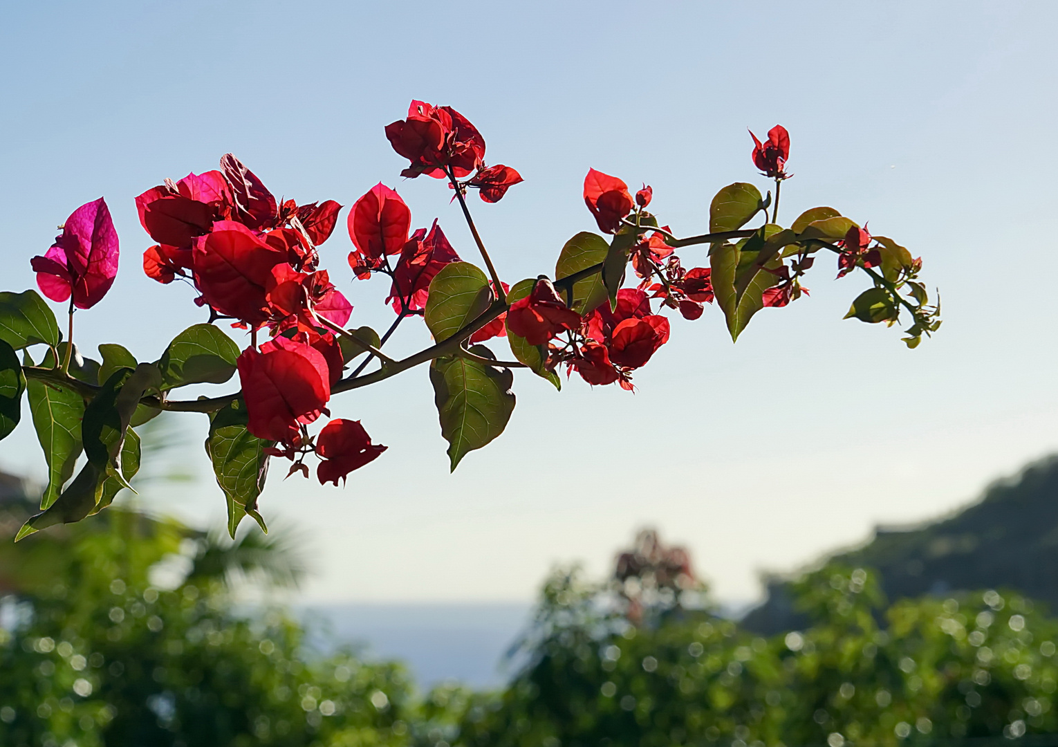 Bougainvillea