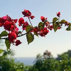 Bougainvillea