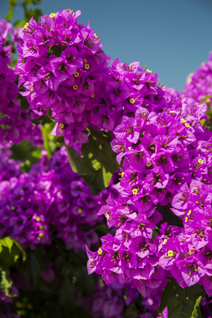  Bougainvillea