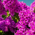  Bougainvillea