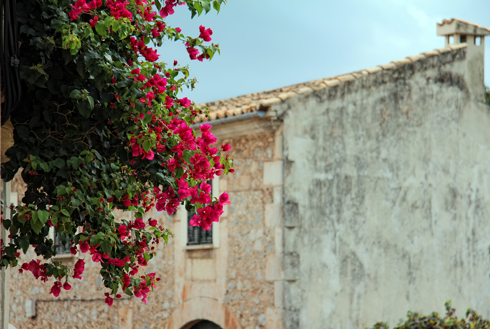 Bougainvillea