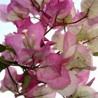 bougainvillea