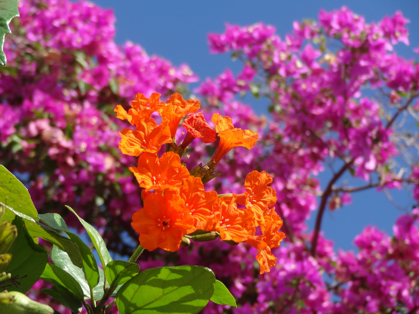 Bougainvillea