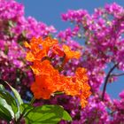 Bougainvillea