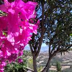 Bougainvillea