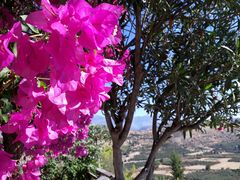 Bougainvillea